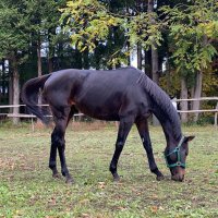 西野直樹厩舎(岩手競馬所属) (@nisino_stable) Twitter profile photo