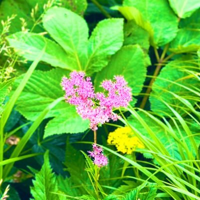 Osanpo31823's profile picture. ウォーキング→ハイキング→気持ち良く歩く場所求めて出向いて毎度景色に感動✨そんな繰り返しでトレッキングにハマる予定のアラフィフ世代なんちゃって山ガール⛰絶景をマイペースに楽しみたい