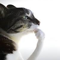 Ginsuya_'s profile picture. 