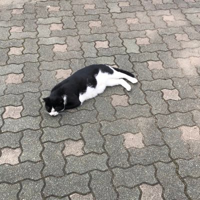 amys17700's profile picture. 천재명 연임!