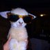 Lamby🌌🐑 (@lambysays_no) Twitter profile photo Lamby🌌🐑 (@lambysays_no) Twitter profile photo
