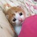 ABlueCat (@lixistrue1) Twitter profile photo ABlueCat (@lixistrue1) Twitter profile photo
