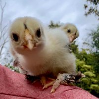 Benjamin Lawson (@adhdfeatherfarm) 's Twitter Profile