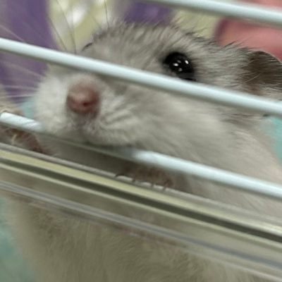 msho924's profile picture. ポケモンプニプニモンストバウンティラッシュしてます後ホロライブ好きです