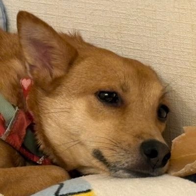 hirococcoro's profile picture. 