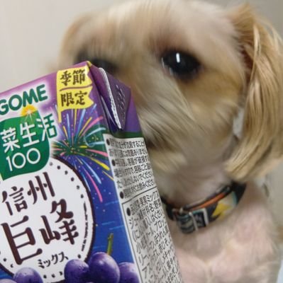 sachtori's profile picture. 大阪市 南大阪で居場所探してみませんか？友達、仲間、プチ話し相手、軽い体操などしませんか？もちろんXで、絡むだけでもOK☺🤗♯大阪♯犬すき友達募集🐶♯ボランティア(ӦｖӦ｡#犬カフェ♯グリフォン＃寂しい人＃既婚者だけど居場所ない人＃友達が合わなくなった人＃トイレ掃除ボランティア 大阪市 堺市   名古屋市