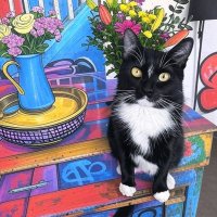 Caesar Salad (@caesar_saladcat) 's Twitter Profile