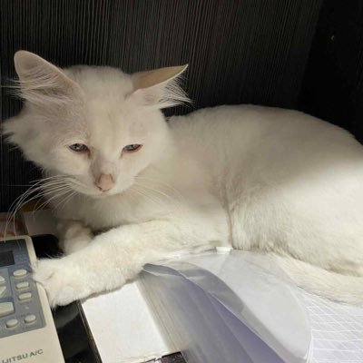 HngNguy96892735's profile picture. Just call me Hưng (흥) pls :3. I love my Shironeko.