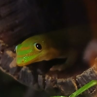 AviaraAstralis's profile picture. 