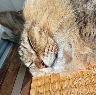 sikumochiko's profile picture. 猫アレルギーだけど、猫が大大大好き！