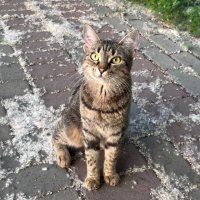 pineappleonmars (@pineappleo24517) 's Twitter Profile