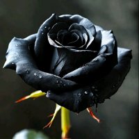 LOKALAN (@skmratna86186) 's Twitter Profile Photo