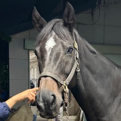 Airi_Kyodai's profile picture. 京大馬術部のエース兼アイドル🫶 元総合馬で障害馬の牝18歳✨️ チャームポイントは大きな瞳👀とぽっちゃりのお腹😉 責任者さんと一緒に投稿してます🎀 応援よろしくねꉂꉂ📣 返信はきまぐれ🎵インスタ······▸@airi_fan_account 京大馬術部のアカウント······▸@kyodaibajutu