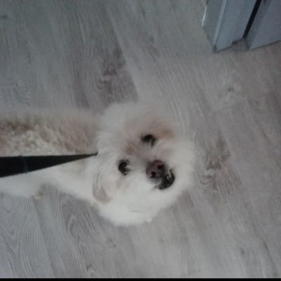 MIS HIJOS, mi vida. Mi PERRITO MUSIC siempre estará en mi corazon, RCD ESPANYOL mi pasión. La gente tóxica muy lejos.
Muy Fan de @elconquis_etb
