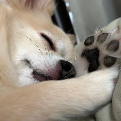 momomommmmmmu's profile picture. 好きな物‼️