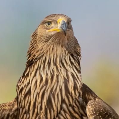 monarchy_eagle's profile picture. تو اول بگو با کیان زیستی     پس آنگه بگویم که تو کیستی