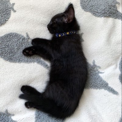 eepyfkincat's profile picture. came back again from extraordinary lengths