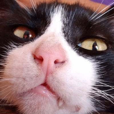 Doniiivan's profile picture. Un Bot Jarocho con Dislexia que comenta pendejadas.
Warner Bros - Disney - Paramount - NBCUniversal - Sony
Cine, Videojuegos, Animación, Deportes y más.