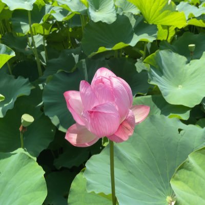 sXQGtDs52qDBmsL's profile picture. 