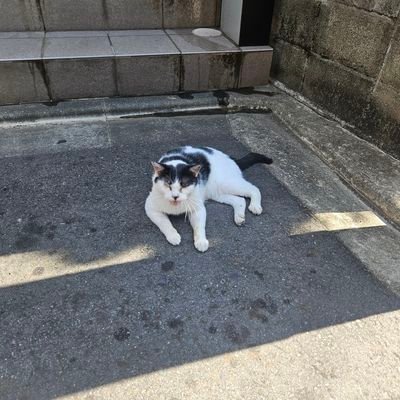 昭和生まれです
BoAさんと同い年
BoAファン24年です
初代ポケモンゲーム歴28年です
中川翔子大塚愛BoAKinKi Kids浜辺美波、ゲーム、ガンダム、ドラクエ、セーラームーン、ポケモン、モンハン、遊戯王、LiSA、猫も好きです。
コメントしても、大丈夫です。
あだ名はてっちゃんです。
誘導系&エロ垢お断りです