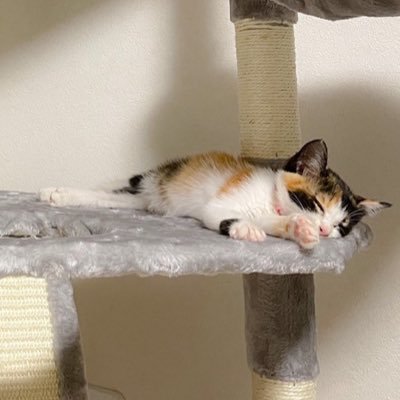 mikeneko_aru's profile picture. 三毛猫アルです！元野良猫で2022年6月22日に排水溝から捕獲。親バカ飼い主です。