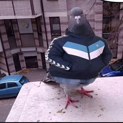 en guerra contra mandrilandia