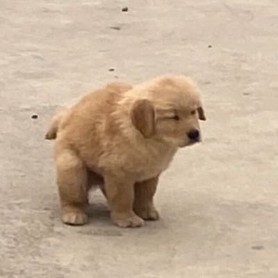 พ่อเรียก : ไอ้แดง |
แม่เรียก : น้องแดง
🫨🫠🫣😌
{🐶🤍🐰⏳}