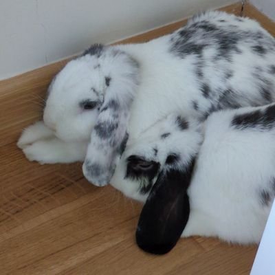 Gamer and book lover. Interested in Japan and celtic culture. I love dragons, chocolate and tea. Owner of 2 wonderful rabbits. Keyblade Master #INFJ