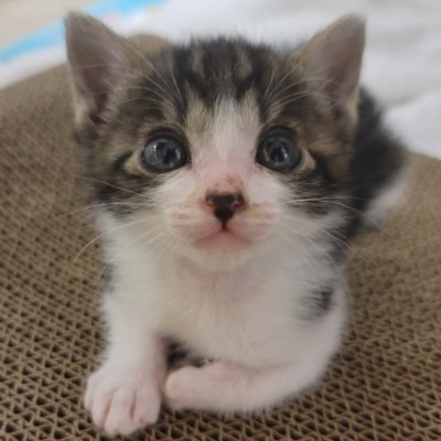 dev_los_'s profile picture. 차와 고양이 그리고 개발자 🍵🐈💻