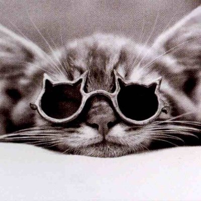 Bosononeko's profile picture. CHIBA, JAPAN🥜 / Ducati SCRAMBLER 1100 Tribute PRO🛵 / RICOH GR IIIx📷 / 社交的陰キャ / アラ還