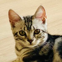 りくりく😺American Shorthair (@03rikuriku) 's Twitter Profile Photo りくりく😺American Shorthair (@03rikuriku) 's Twitter Profile Photo