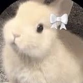 D0LLBunnyANGLE's profile picture. ⠀୨୧⌢⌢⌢⌢୨꒰ 𐙚 ꒱୧⌢⌢⌢⌢୨୧ 
      • ೀ  𝑡𝑒𝑎𝑟𝑠 𝑖𝑛 𝑡ℎ𝑒 𝑎𝑏𝑦𝑠𝑠 🩹
            𝑜𝑓 𝑚𝑒𝑙𝑎𝑛𝑐ℎ𝑜𝑙𝑦 ა ᱖ ´` 
𝑵𝒂𝒎𝒆: 𝒏𝒆𝒏𝒆/𝑫𝒐𝒍𝒍