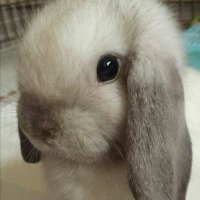 🩹Bunni🐇🔞 (@silly_vaniilly) 's Twitter Profile