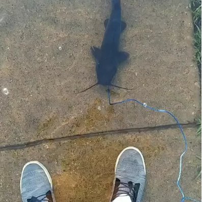 walkinmyfish's profile picture. 