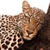 roman🐆 (@romanlib_) Twitter profile photo roman🐆 (@romanlib_) Twitter profile photo