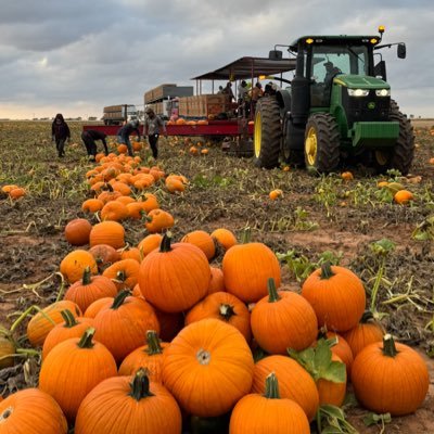 Grain Merchandiser for Farm Pumpkins and Operate an Agronomist Pumpkin Farm business heaps Giant Pumpkin farm