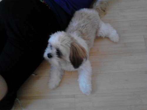 clyde_weaver's profile picture. woooooooff. [;