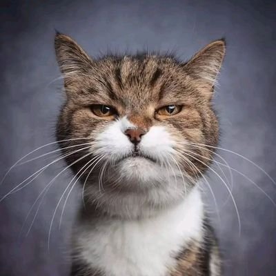 Faribole65's profile picture. Chasseur de croquettes