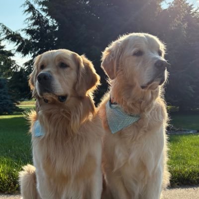 Dog. Lover of squirrels, dishtowels, and cardboard #lessmurraymorewalter