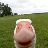 c2 (@crypto1146) 's Twitter Profile