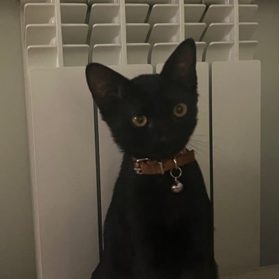 brujitofavorito's profile picture. 