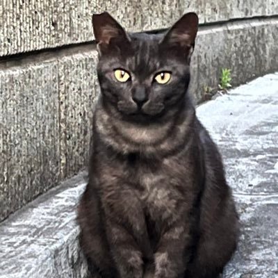 lX14bzX53Tlk5gf's profile picture. 