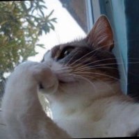 Nostalgia (@nostalgia626051) 's Twitter Profile