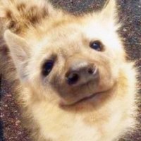 8-Ball (@8ball_onx) 's Twitter Profile