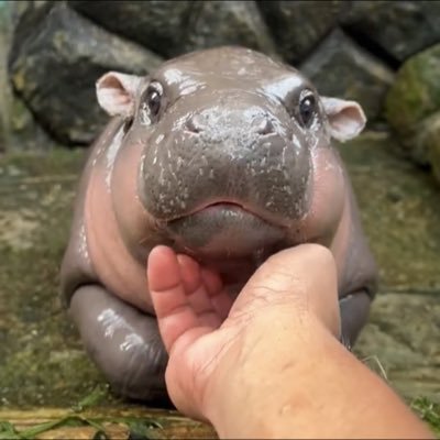 moodengnews's profile picture. 