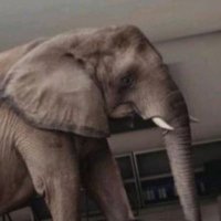 The Elephant in the room (@unaddressedroom) 's Twitter Profile