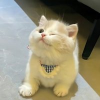 ムーンフラワー (@gtamrtcfmt) 's Twitter Profile