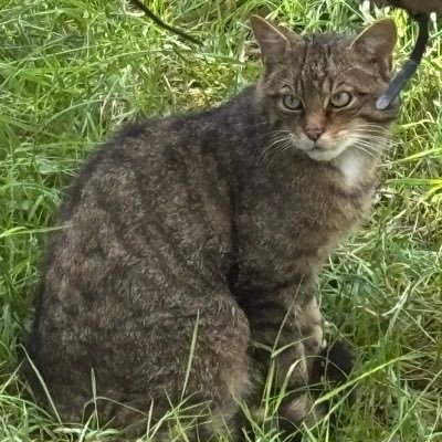 Secretary Canaries Trust. Cancer survivor. Ceraunophile. Cricket. Stormchaser. Volcanophile. Wildlife. Despise hunting. Atheist. Humanist.