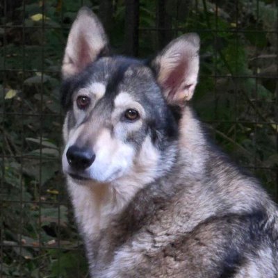(Shee-ten Hoond, it's Norwegian). PNW hobbit, homesteader (I kinda suck at it). Follow my alt @woofinfloo13320 when I get nuked again! Ask me about my wolfdog!