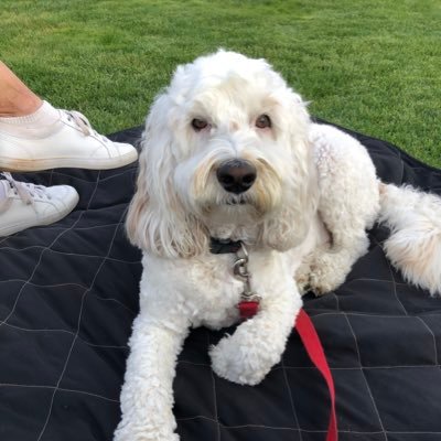 Retired teacher, coach, researcher, author, presenter. Husband to Wendy (30+ yrs) dad to Harper. Advocate for quality, daily #physed for all K-12 Ss.